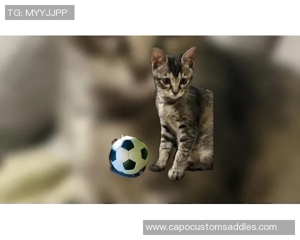 足球明星们的宠物选择揭秘：他们更爱狗还是猫的背后故事